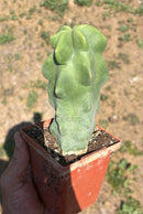Lophocereus schottii Monstrose Totem Pole Cactus Potted in 3” container
