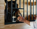 Horse Husband