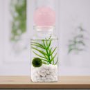 Moss Ball Pet Terrarium - The Alchemist's Collection