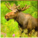 Moose in the Brush | Wall Art Print on Real Wood