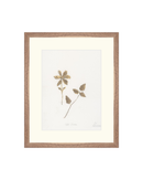 Wild Flowers I