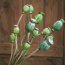 Green Poppy Fruit Stem 30.7" Tall 3-Stem Bundle