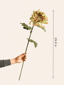 Heirloom Spider Chrysanthemum Stem – 29.9"