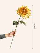 Heirloom Spider Chrysanthemum Stem – 29.9"