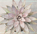 Mangave Bloodspot Agave 6"