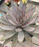 Mangave Bloodspot Agave 6"