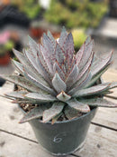 Mangave Bloodspot Agave 6"