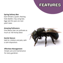 Spring Mason Bees - (20 ct)