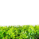 Sample Panel – Lush Fern Green Wall (Small Sample)