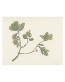 Pastel Mistletoe