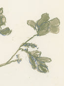Pastel Mistletoe