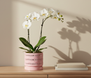 Moon Gate Orchid Planter with Attached Saucer- Pastel By Plantatorem