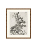 Pine Etchings 2