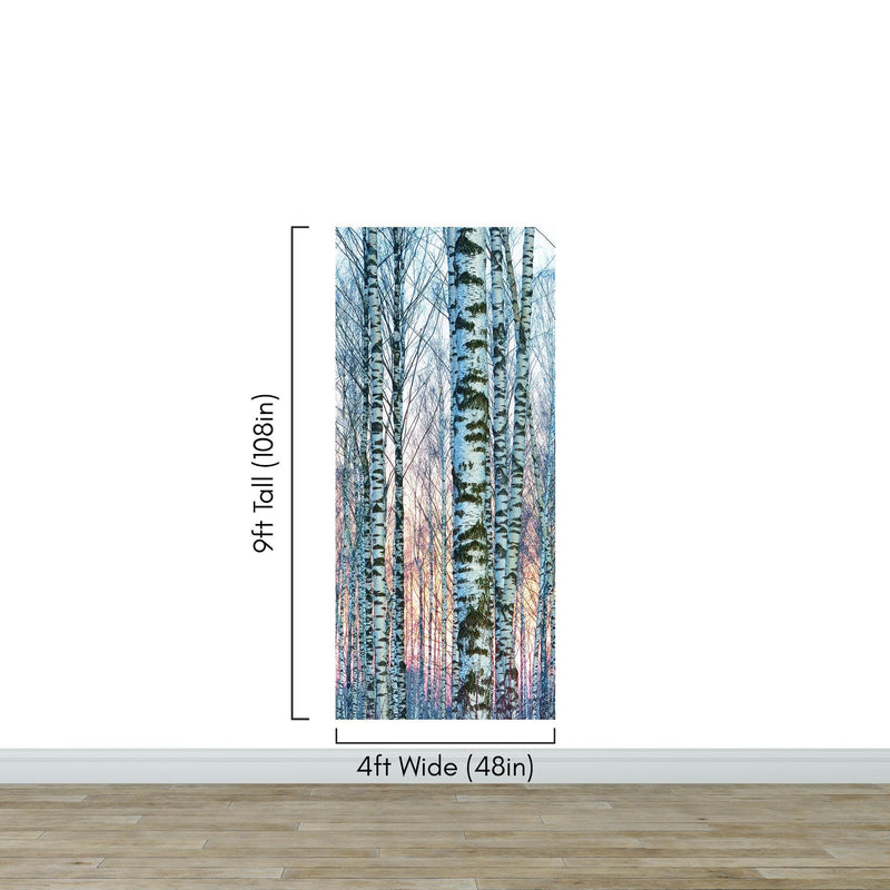 White Birch Tree Forest Wall Mural Wallpaper. Sunset Scenery.