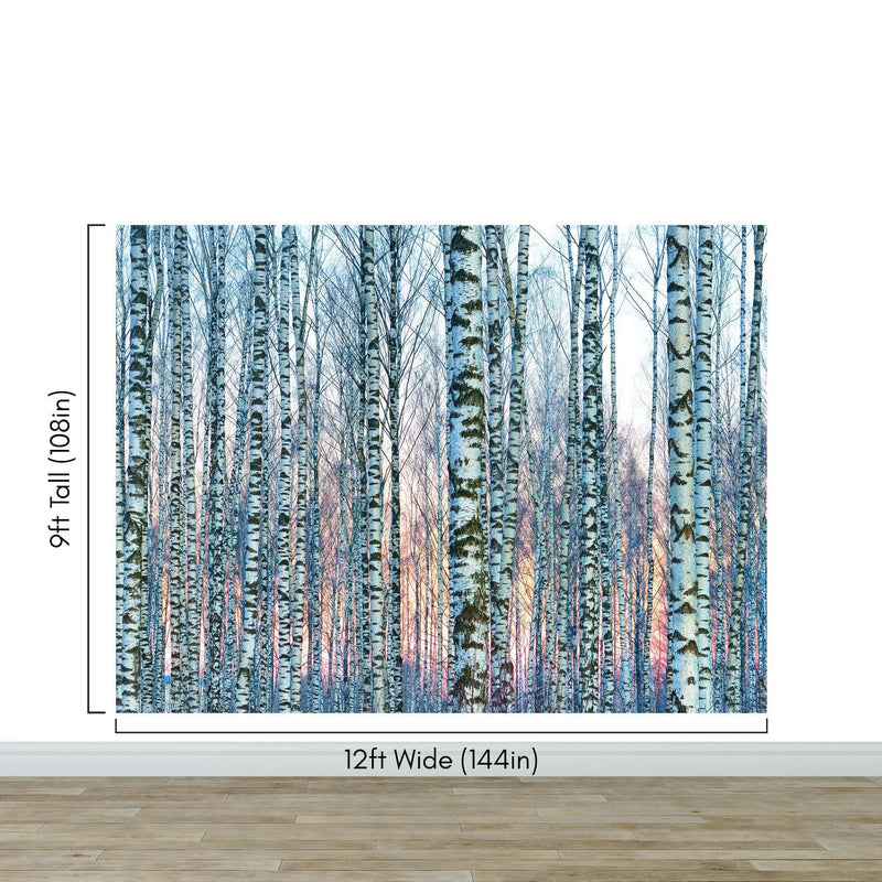 White Birch Tree Forest Wall Mural Wallpaper. Sunset Scenery.