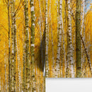 Autumn Scenic Birch Tree Forest Wall Mural | Peel and Stick Wallpaper.