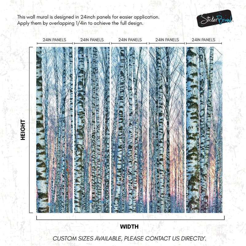 White Birch Tree Forest Wall Mural Wallpaper. Sunset Scenery.