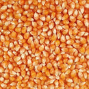 Organic Mushroom Popcorn | Pack of 3 | 2 lb | Non-GMO | Grian Place Foods