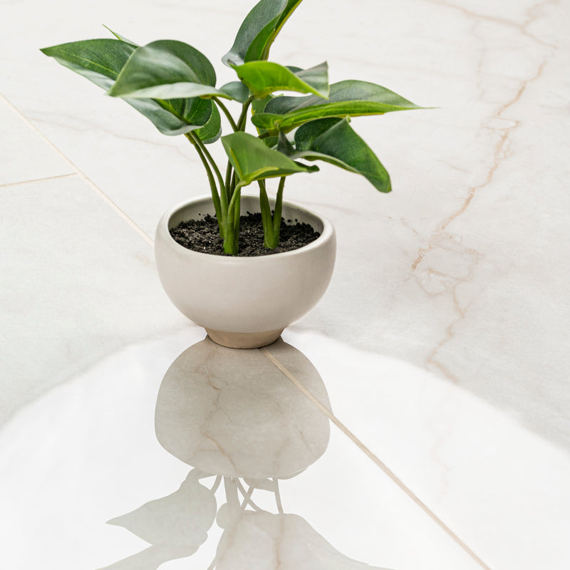 Brighton Gold 24"x48" Polished Porcelain Floor and Wall Tile - MSI Collection plant on table view