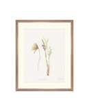 Wild Flowers II