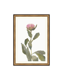 Single Rose