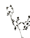 Sketched Botanical