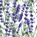 Lavender Flowers Wallpaper