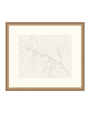 Lemon Branch Drawing