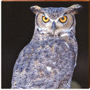 Horned Owl Staredown | Wall Art Print on Real Wood