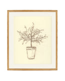 Olive Tree Sketch