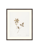 Wild Flowers I