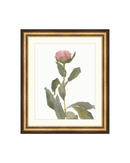 Single Rose