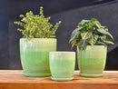 Daffodil Planter By Plantatorem