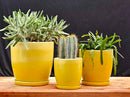 Daffodil Planter By Plantatorem