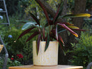 Peony Pot