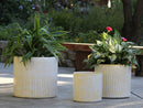 Peony Pot