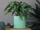 Cylinder Ombre Planter By Plantatorem