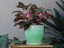 Daffodil Planter By Plantatorem