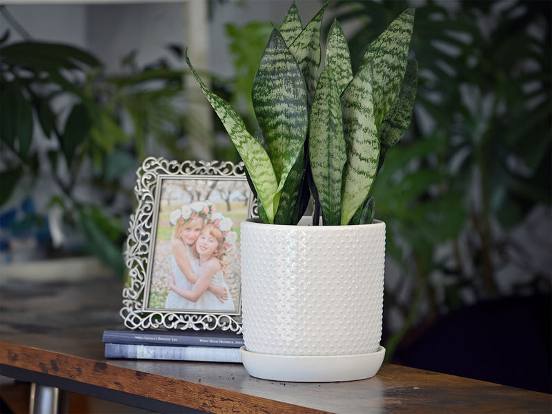 planter with saucer attached PHG 5"x5.5" Dotted Cylinder Planter Baby Pink