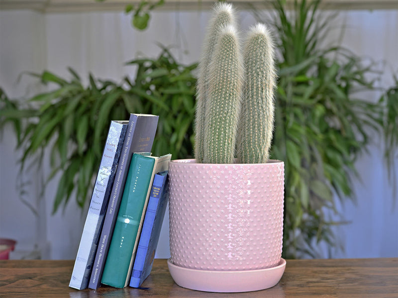 cylinder planter with saucer PHG 5"x5.5" Dotted Cylinder Planter Baby Pink