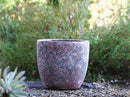 Coco Pots Coral - Large