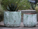 Delphinium Planter By Plantatorem