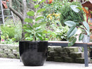 Egg Shell Pots - Sets of 3 By Plantatorem