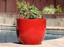 Egg Shell Pots By Plantatorem