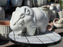 Hippo By Plantatorem