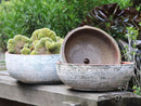Hand Thrown Bowl By Plantatorem