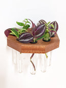 Octagon Propagation Station Shelf for Plant Cuttings
