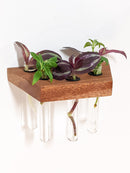 Trapezoid Propagation Station Shelf for Plant Cuttings