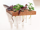 Rhombus Propagation Station Shelf for Plant Cuttings