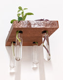 Rhombus Propagation Station Shelf for Plant Cuttings